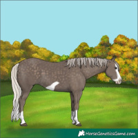 Horse Color:Silver Black Splash Frame