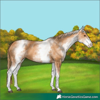 Horse Color:White Spotted Chestnut