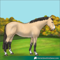 Horse Color:Buckskin 