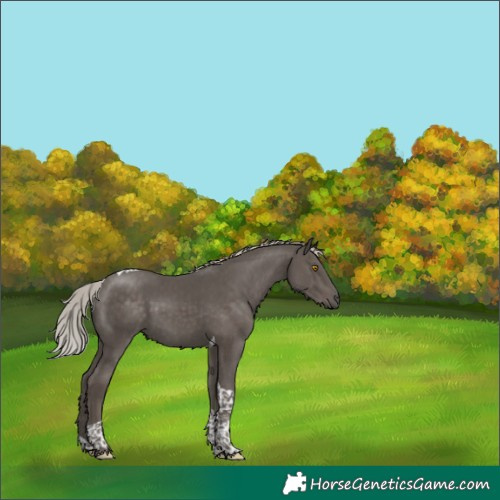 Horse Color:Silver Black Tobiano 