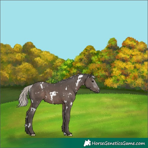 Horse Color:White Spotted Silver Black 