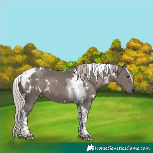 Horse Color:White Spotted Silver Black Tobiano 