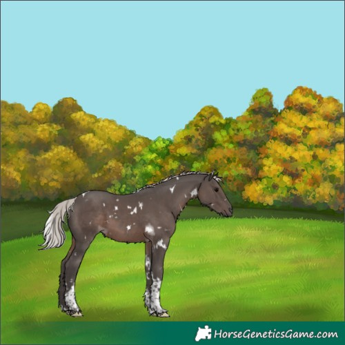 Horse Color:White Spotted Silver Black Tobiano 