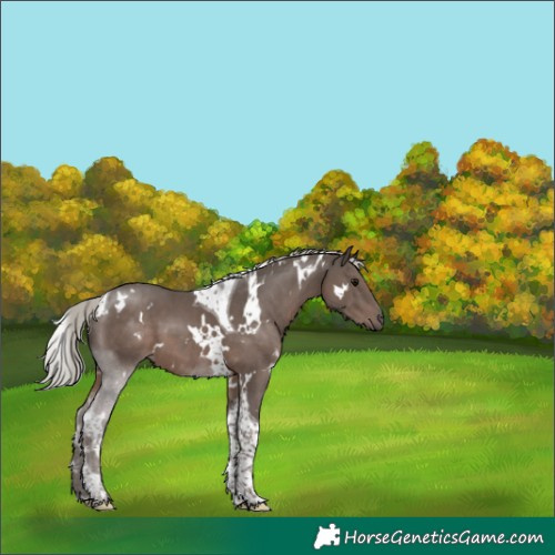 Horse Color:White Spotted Silver Black Tobiano 