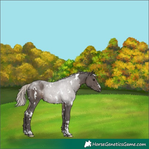 Horse Color:White Spotted Silver Black 