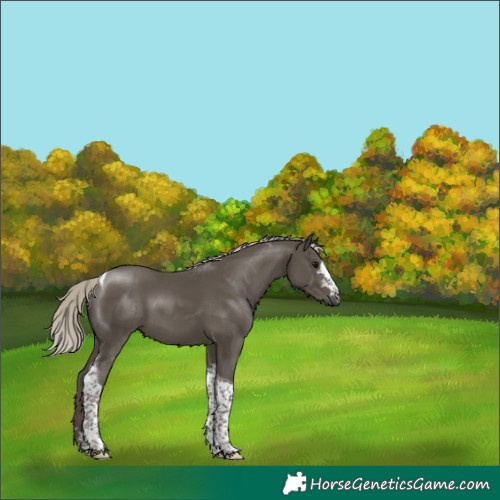 Horse Color:Silver Smoky Black Tobiano 