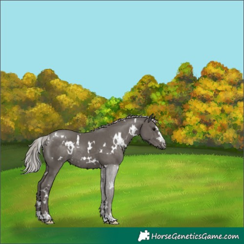 Horse Color:White Spotted Silver Black Rabicano 