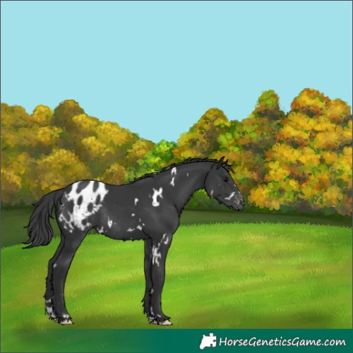 Horse Color:White Spotted Black Blanket Rabicano 