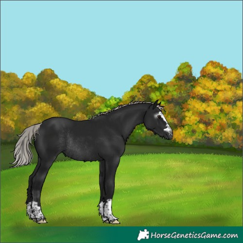 Horse Color:Gray Silver Brown Rabicano 
