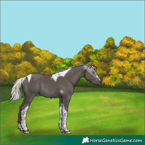 Horse Color:Silver Black Tobiano Rabicano 