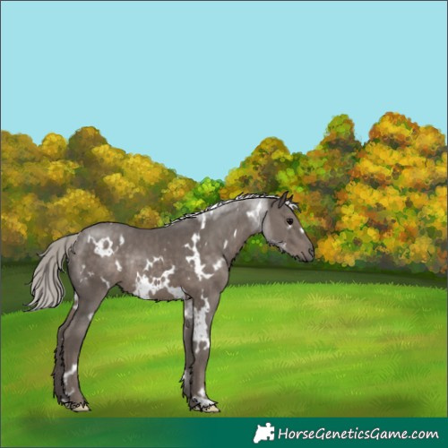 Horse Color:White Spotted Silver Black Rabicano 
