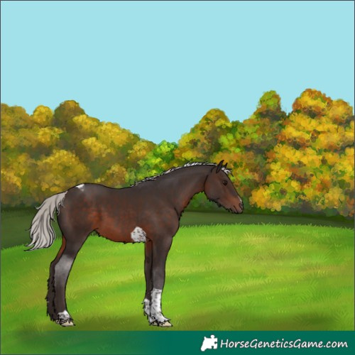 Horse Color:Silver Brown Tobiano 