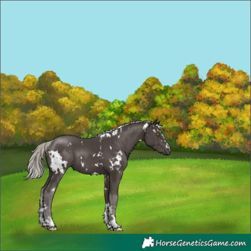 Horse Color:White Spotted Silver Black 