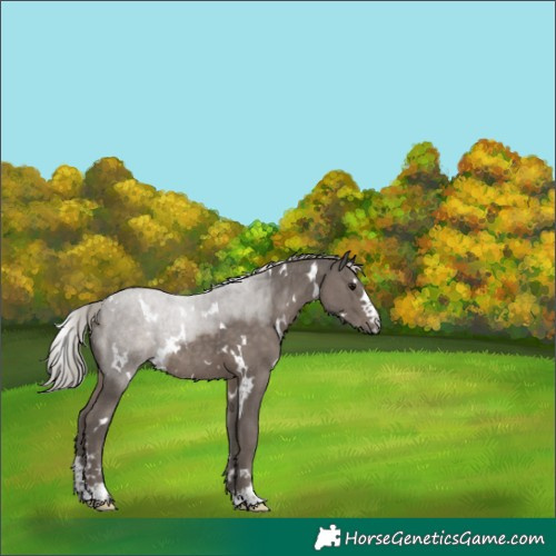 Horse Color:White Spotted Silver Black Rabicano 