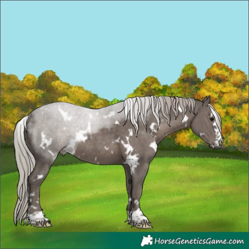 Horse Color:White Spotted Silver Black Rabicano 