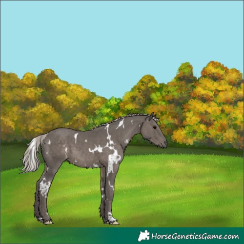 Horse Color:White Spotted Silver Black 