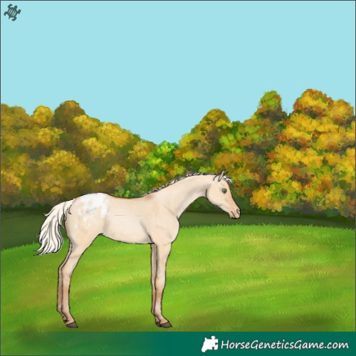 Horse Color:Silver Bay Pearl Dun Snowflake Varnish Rabicano 