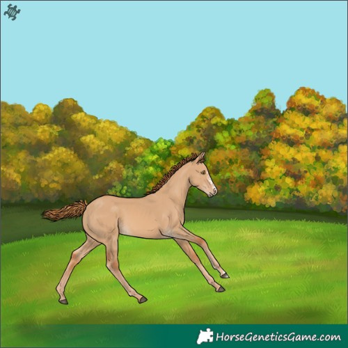 Horse Color:Red Dun Sabino 