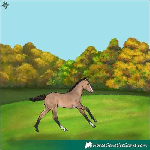 Horse Color:Bay Dun Sabino