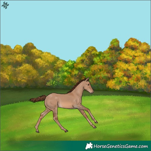 Horse Color:Red Dun