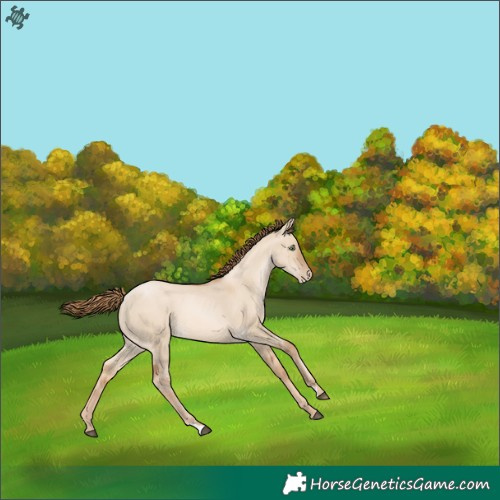 Horse Color:Red Dun Pearl Rabicano 