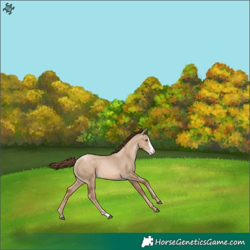 Horse Color:Liver Red Dun Pearl Sabino 