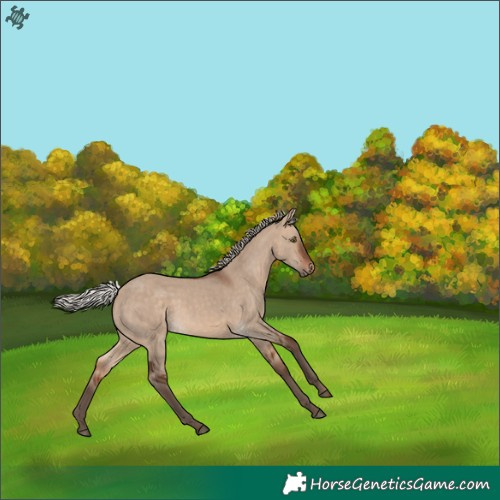 Horse Color:Silver Bay Dun