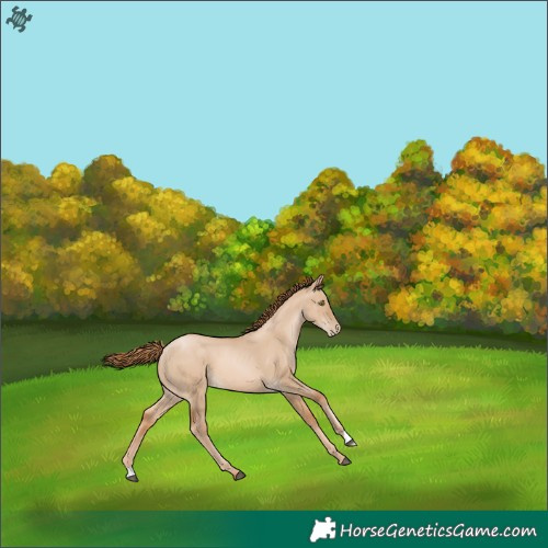 Horse Color:Red Dun Pearl