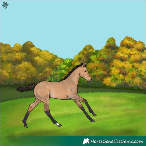 Horse Color:Bay Dun Rabicano 