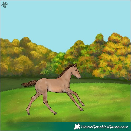 Horse Color:Red Dun Rabicano