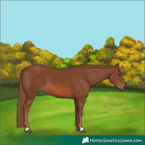 Horse Color:Chestnut 
