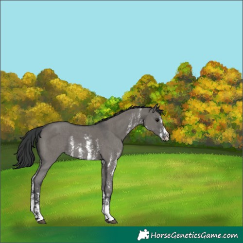 Horse Color:Grullo Sabino Rabicano 