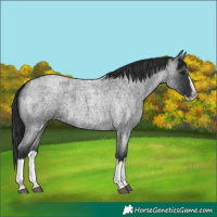 Horse Color:Blue Roan Splash 