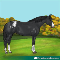Horse Color:Black Appaloosa