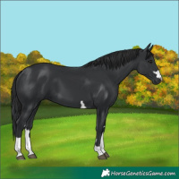 Horse Color:Black 
