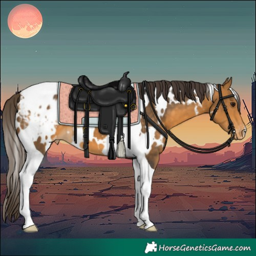 Horse Color:White Spotted Buckskin Tobiano Appaloosa 