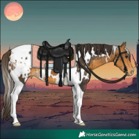 Horse Color:White Spotted Buckskin Tobiano Blanket