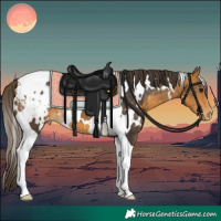 Horse Color:White Spotted Buckskin Tobiano Appaloosa 