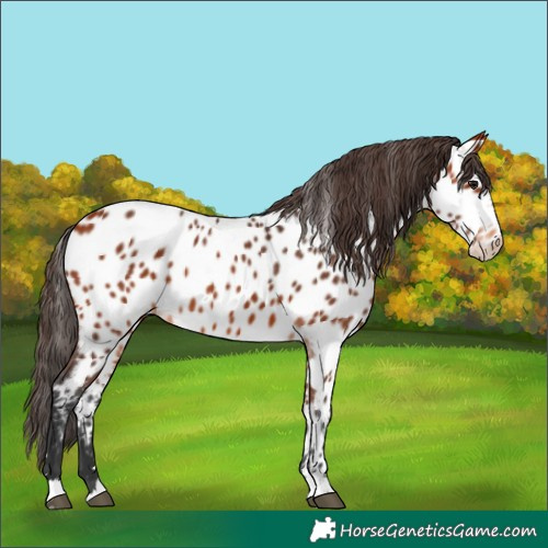Horse Color:Bay Appaloosa 