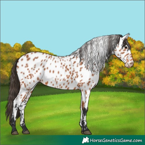 Horse Color:Bay Appaloosa 