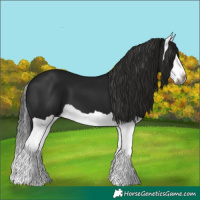 Horse Color:Gray Black Splash 