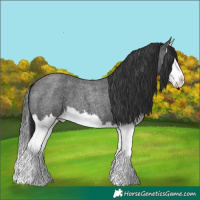 Horse Color:Blue Roan Splash 