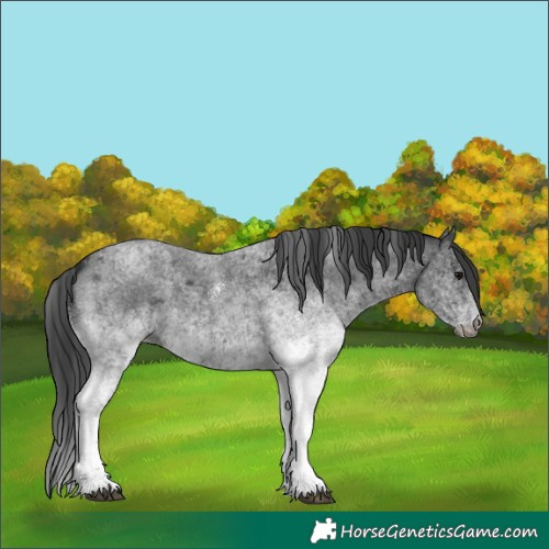 Horse Color:White Spotted Blue Roan 