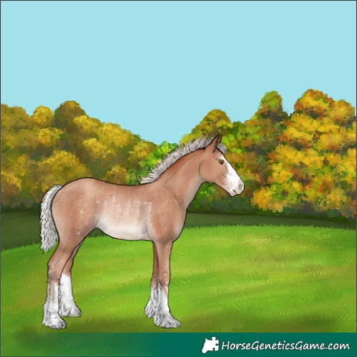 Horse Color:Silver Classic Champagne Rabicano 