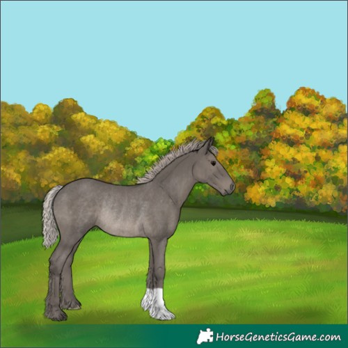 Horse Color:Silver Black Rabicano 
