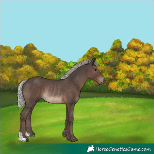 Horse Color:Silver Black Rabicano 