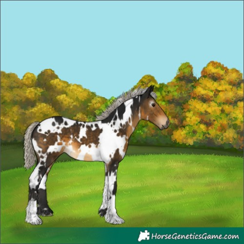 Horse Color:Gray White Spotted Silver Buckskin 