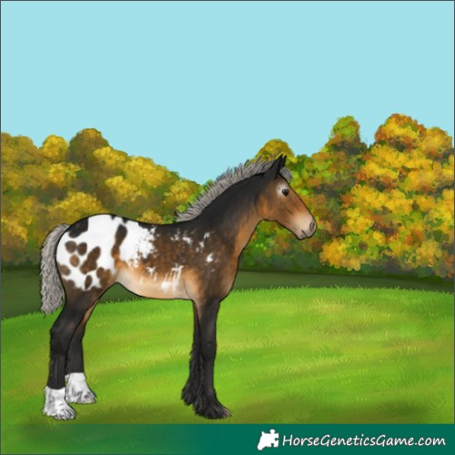 Horse Color:Gray Silver Buckskin Appaloosa 