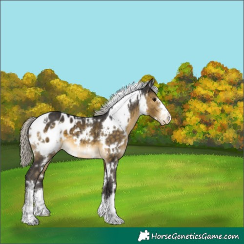 Horse Color:White Spotted Silver Buckskin Appaloosa 