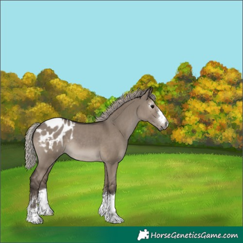 Horse Color:Gray Silver Grullo Appaloosa 